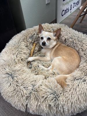 Smoosh, Chihuahua / Rat Terrier, senior, available for adoption