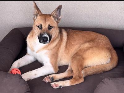 Cooper (Saucy), Shepherd, young, available for adoption