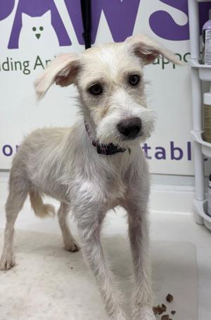 Junebug, Terrier, young, available for adoption