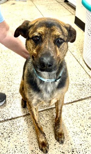 Goose  (Donovan), Shepherd, adult, available for adoption