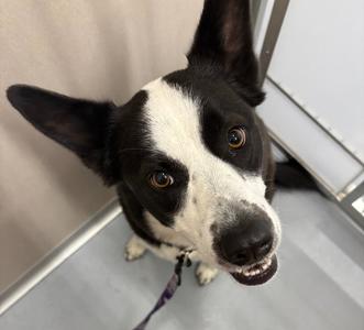 Gaia, Border Collie / Terrier, young, available for adoption