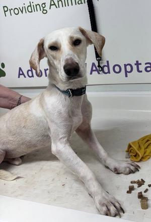 James, Dachshund / Terrier, young, available for adoption