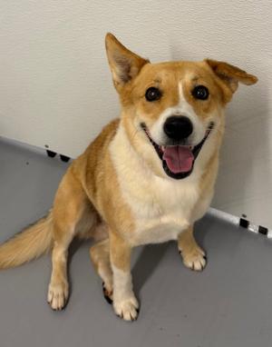 Nala (Hazel), Terrier / Corgi, adult, available for adoption
