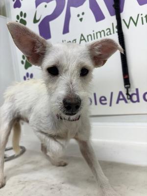 Juniper, Terrier, young, available for adoption