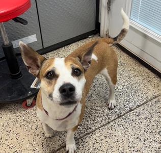 Cleo, Chihuahua / Terrier, adult, available for adoption