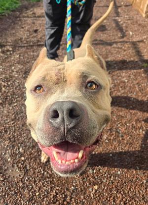 A close-up of a tan pit bull with a black nose and brown eyes, looking up with its mouth open, showing its teeth. The dog is on a leash held by a person wearing black pants, standing on a gravel path.