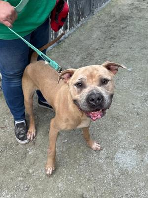 Ace, Pit Bull Terrier Mix, available for adoption