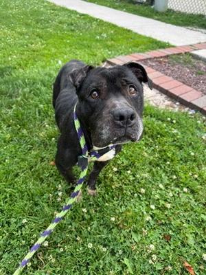 Divaa, American Pit Bull Terrier Mix, senior, available for adoption