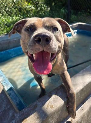 Angora, Pit Bull Terrier Mix, available for adoption