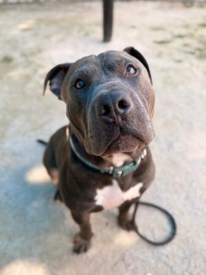 Chase, Pit Bull Terrier Mix, available for adoption