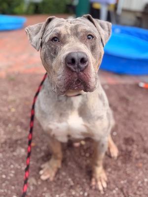 Bronco, Pit Bull Terrier Mix, adult, available for adoption