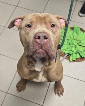 A brown dog with a white chest and pink ears sitting on a tiled floor, looking up at the camera.