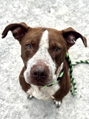 Balmaine, Pit Bull Terrier Mix, available for adoption