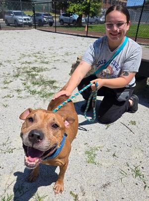 Chase, Pit Bull Terrier Mix, available for adoption