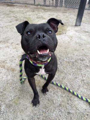 Aiden, Pit Bull Terrier Mix, adult, available for adoption