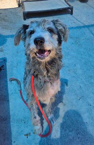 Bandit, Shetland Sheepdog and German Shepherd Dog, adult, available for adoption