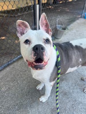 A white and gray dog with a green and blue leash, standing on a concrete surface near a chain-link fence.