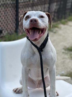 Cooler, Pit Bull Terrier Mix, young, available for adoption