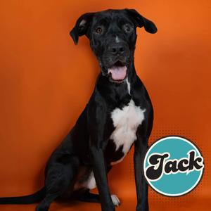 A black dog with a white chest sitting against an orange background. The name 'Jack' is written in a circular logo on the right side of the image.