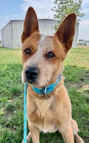Ruger, Australian Cattle Dog/Blue Heeler, adult, available for adoption