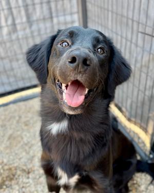 Charlie, Flat-coated Retriever/Mixed Breed, adult, available for adoption