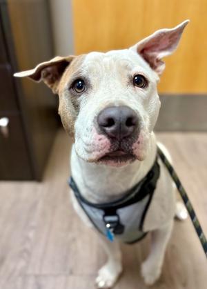 Reina, Pit Bull Terrier, adult, available for adoption