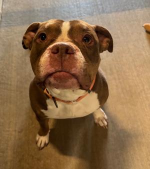 Athena, American Bully, adult, available for adoption