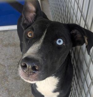 FORREST, Catahoula Leopard Hound Mix, young, available for adoption
