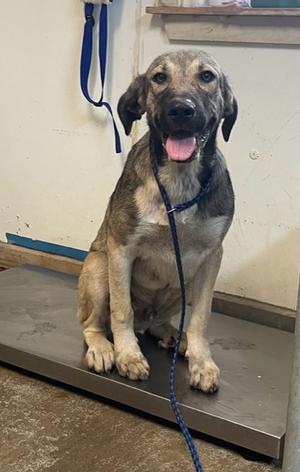 FRENCH TOAST, Anatolian Shepherd Mix, available for adoption