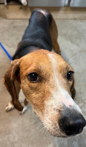 CHANCE, Hound Mix, adult, available for adoption