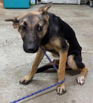 MARLEY, German Shepherd Dog Mix, adult, available for adoption