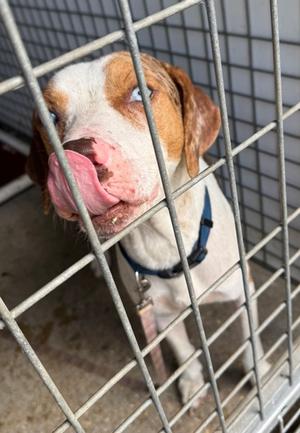 JORDIE, Catahoula Leopard Hound and Black Mouth Cur, adult, available for adoption