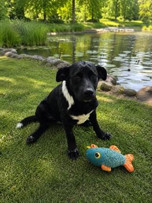 MS. CLIFF, Labrador Retriever Mix, young, available for adoption