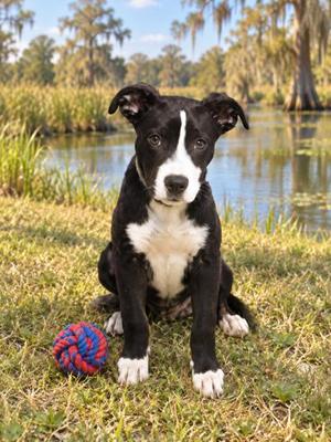 DELLA, American Pit Bull Terrier Mix, young, available for adoption