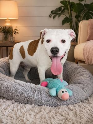 ORANGE, American Pit Bull Terrier Mix, available for adoption