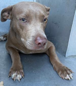 A brown dog with a light-colored muzzle and expressive eyes is lying on a concrete surface. The dog has a short coat and a slightly wrinkled face, with its ears flopped down. Its front paws are stretched out in front of it, and its nails are visible. The background appears to be a plain wall.