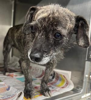 A brindle dog with floppy ears standing on a newspaper in a cage.