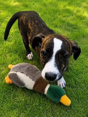 JASPER, American Pit Bull Terrier Mix, puppy, available for adoption