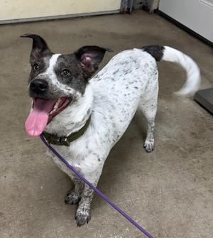 A happy dog with a white coat and black spots, wearing a green collar and a purple leash, standing on a concrete floor.