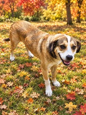 JASPER, Mixed Breed, adult, available for adoption