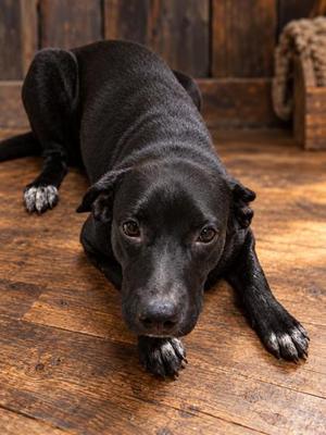 FRANKIE, Golden Retriever Mix, young, available for adoption
