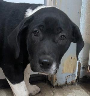 BELLA, Bulldog Mix, young, available for adoption
