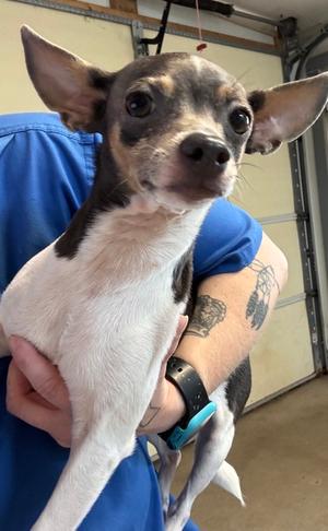 LOLA, Chihuahua - Smooth Coated Mix, adult, available for adoption