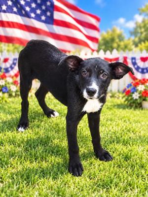 AMERICA, Labrador Retriever and Terrier, puppy, available for adoption