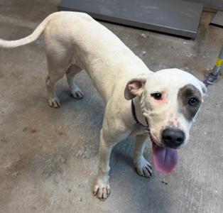 A white dog with a dark patch over one eye stands on a concrete floor with its tongue out.