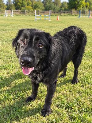 CRAWFISH, Newfoundland Mix, adult, available for adoption