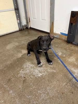 JASMINE, Labrador Retriever Mix, available for adoption