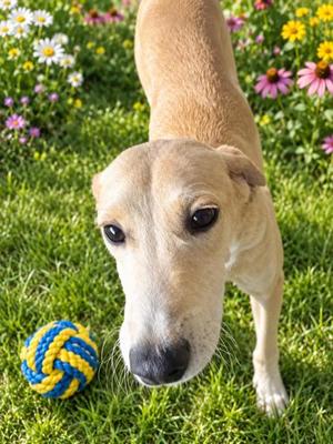 AMY, Labrador Retriever Mix, young, available for adoption