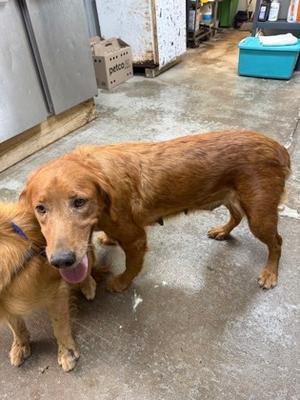 LILLY ANN, Golden Retriever Mix, adult, available for adoption