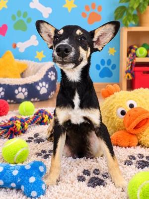 BOURBON, Australian Kelpie Mix, puppy, available for adoption